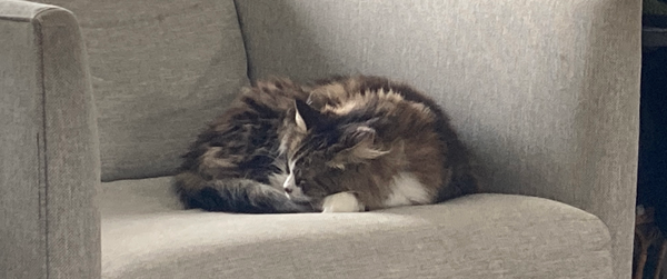 A back, brown, gray, and white cat, curled up in a gray chair, sleeping peacefully.