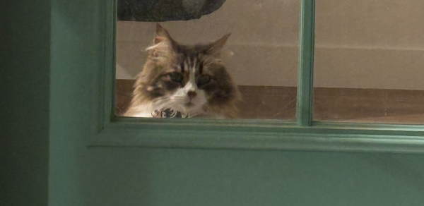 A cat, staring longingly out the panel of a green glass door, wishing to be let outside.